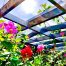 Pergola aluminium et plantes : guide complet pour végétaliser votre structure bioclimatique