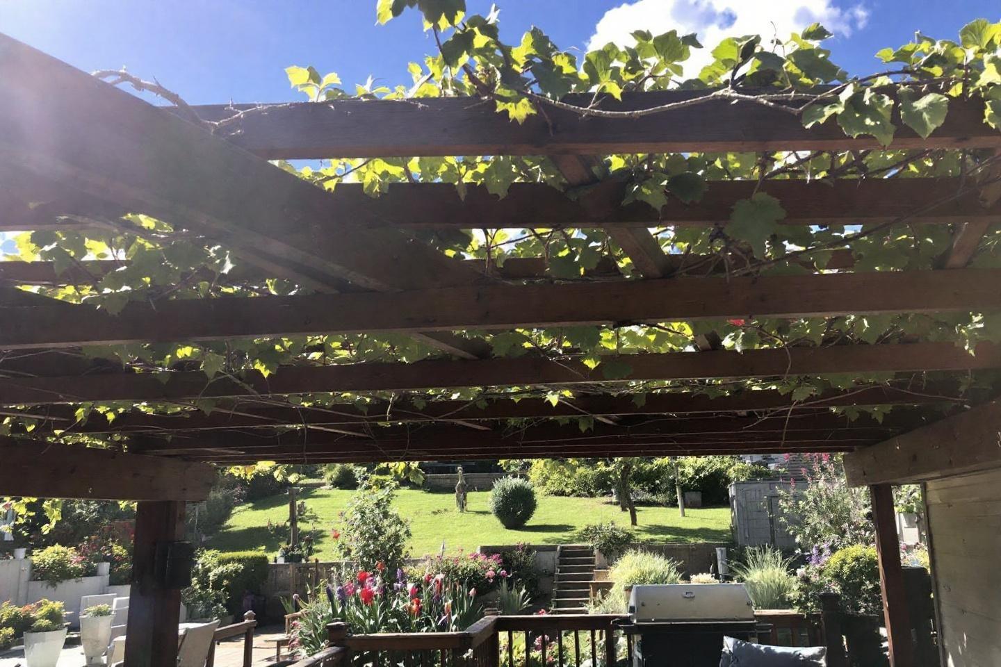 Pergola bioclimatique : quelles plantes choisir pour ombrager votre jardin ?